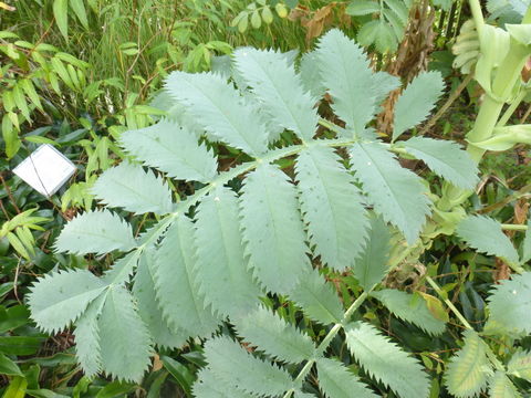 Image of Honey Bush