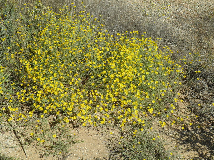 Image of slender goldenweed