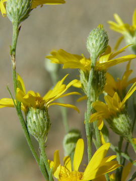 Sivun Xanthisma gracile (Nutt.) D. R. Morgan & R. L. Hartman kuva