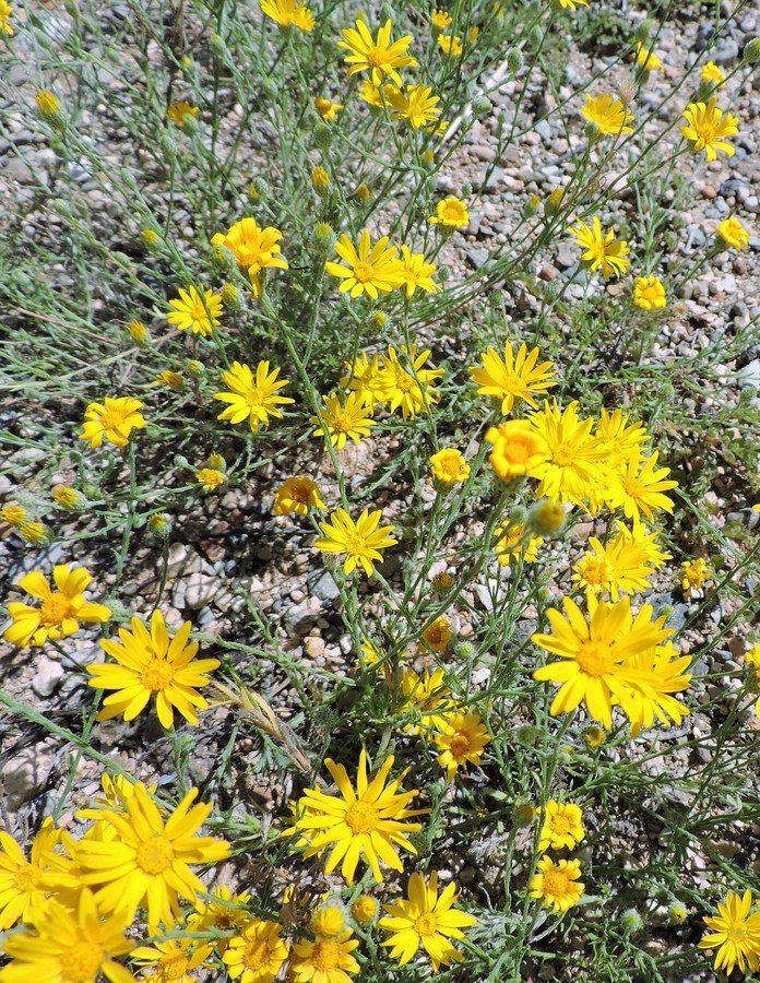 Image of slender goldenweed