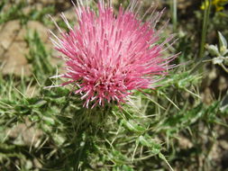 Plancia ëd Cirsium ochrocentrum var. martinii (Barlow-Irick) D. J. Keil