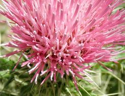 Plancia ëd Cirsium ochrocentrum var. martinii (Barlow-Irick) D. J. Keil