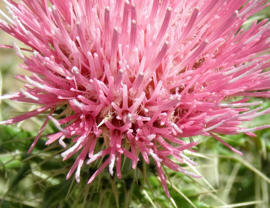 Plancia ëd Cirsium ochrocentrum var. martinii (Barlow-Irick) D. J. Keil