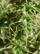 Plancia ëd Cirsium ochrocentrum var. martinii (Barlow-Irick) D. J. Keil