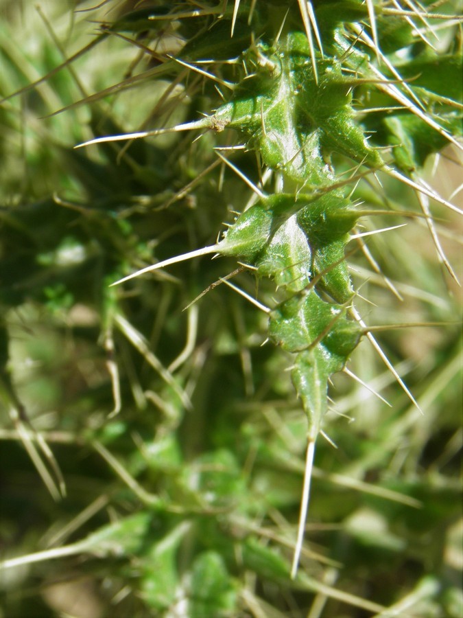 Plancia ëd Cirsium ochrocentrum var. martinii (Barlow-Irick) D. J. Keil