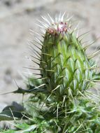 Plancia ëd Cirsium ochrocentrum var. martinii (Barlow-Irick) D. J. Keil