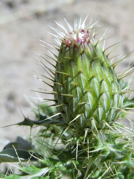 Image de Cirsium ochrocentrum var. martinii (Barlow-Irick) D. J. Keil