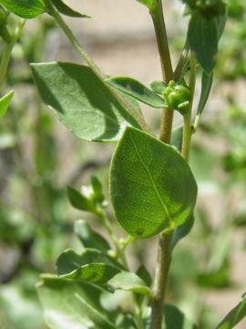 Image of American tarwort