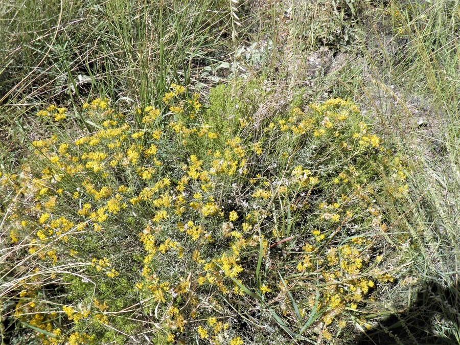 Image of burroweed