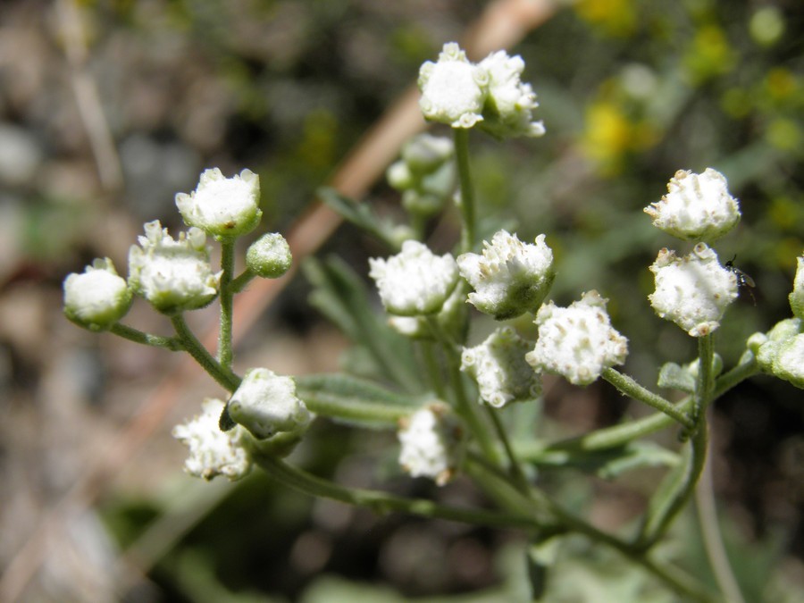 Image of Gray's feverfew