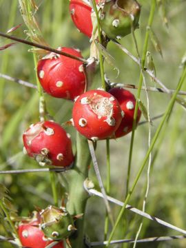 Image de Cylindropuntia leptocaulis (DC.) F. M. Knuth