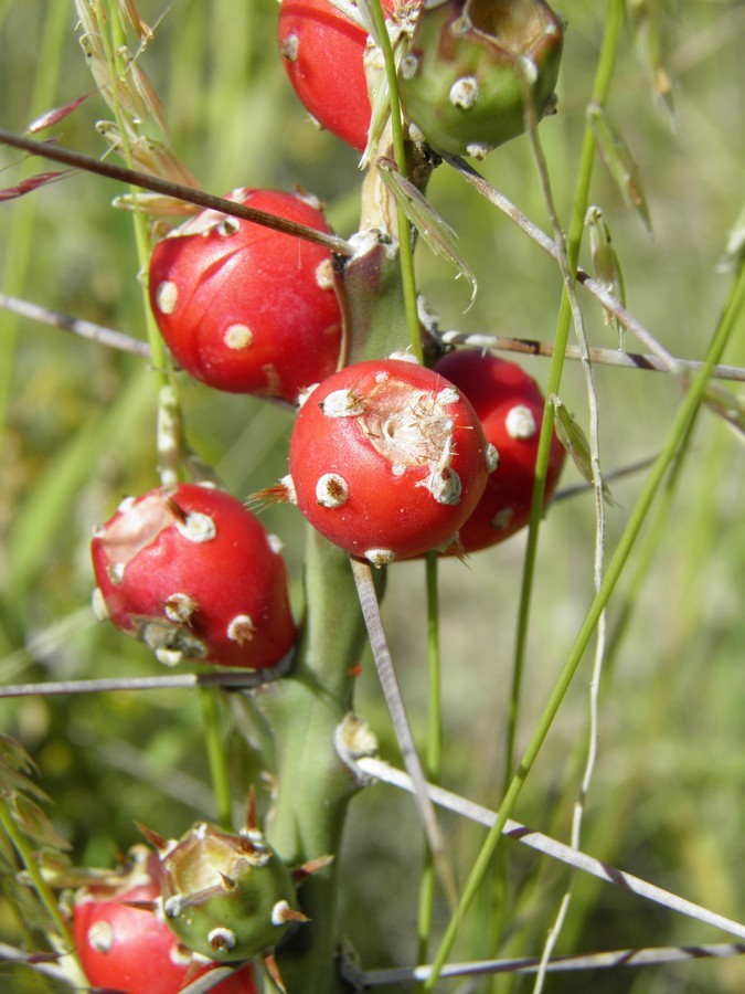 Imagem de Cylindropuntia leptocaulis (DC.) F. M. Knuth