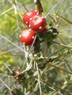 Imagem de Cylindropuntia leptocaulis (DC.) F. M. Knuth