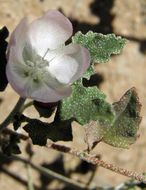 Image of scurfymallow