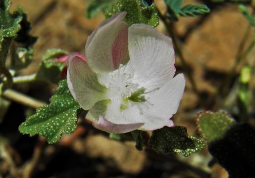 Image of scurfymallow