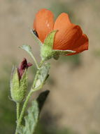 Image of spear globemallow