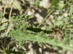 Image of spear globemallow