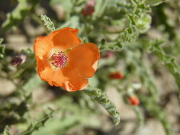 Image of spear globemallow