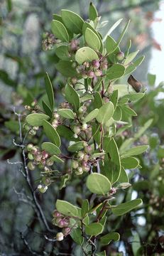 Sivun Arctostaphylos manzanita subsp. elegans (Eastw.) P. V. Wells kuva