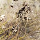 Image of Malibu baccharis