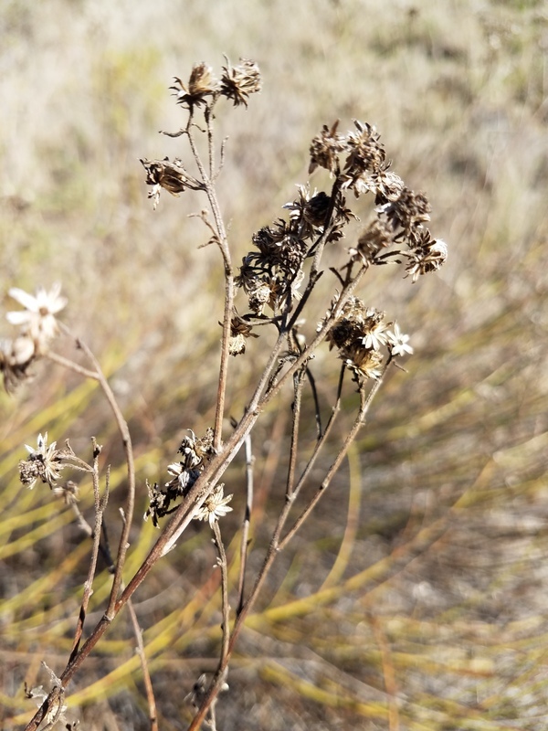 Image of Malibu baccharis