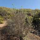 Image of California rockflower