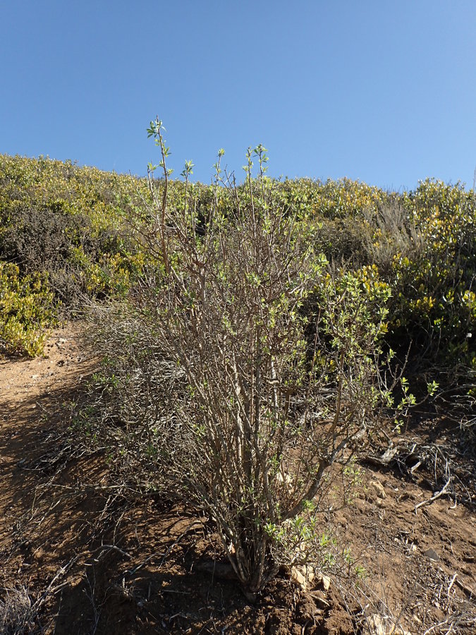 Image of California rockflower