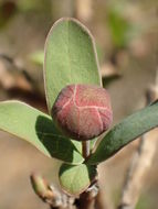 Image of California rockflower