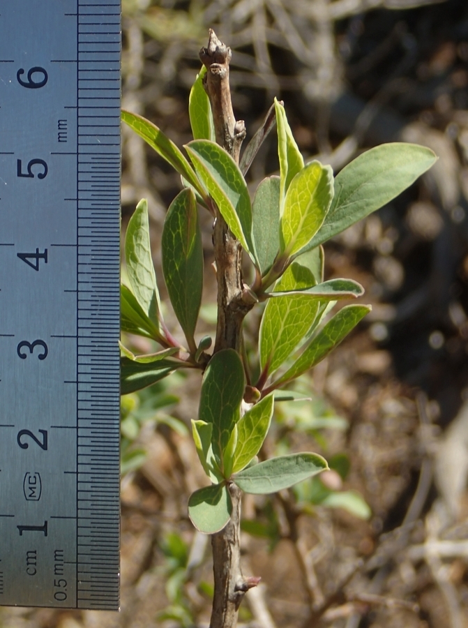 Image of California rockflower