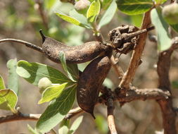 Image de Crossosoma californicum Nutt.