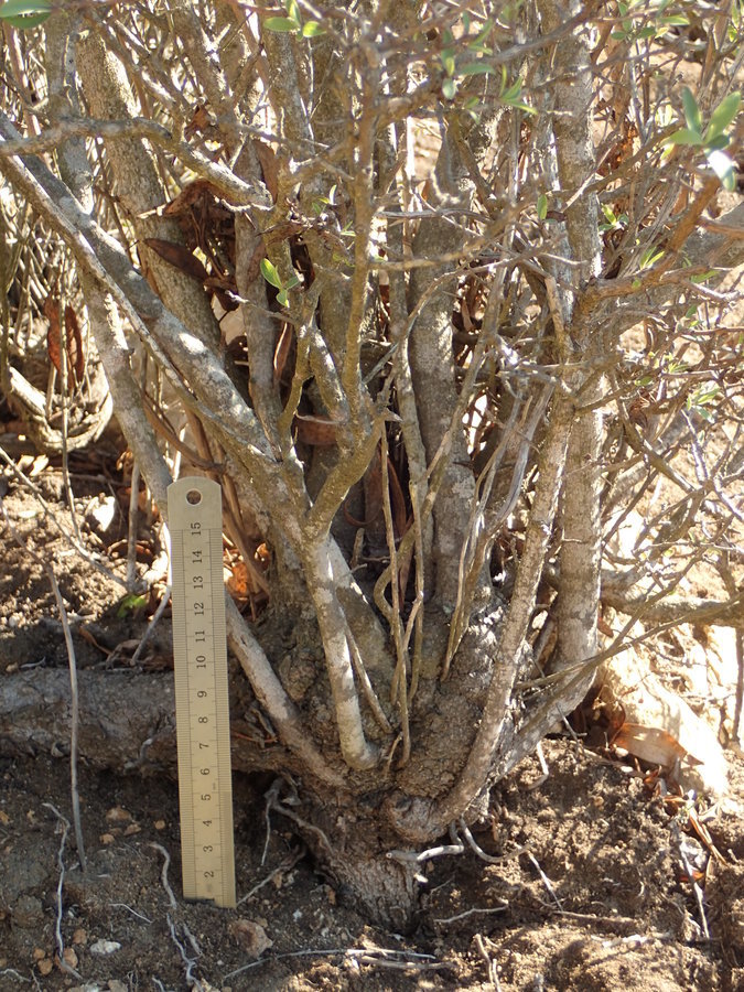 Image of California rockflower