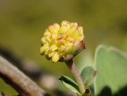 Image de Crossosoma californicum Nutt.