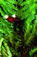 Image of dendroalsia moss