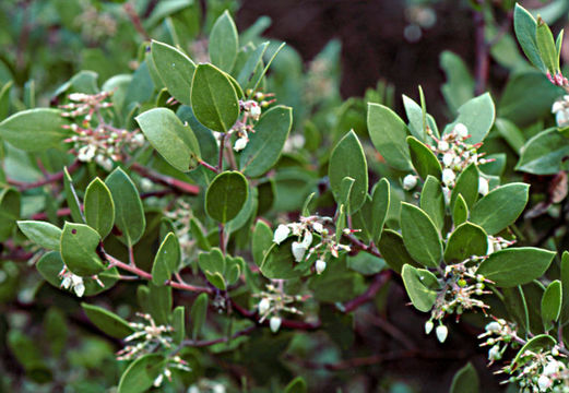 Слика од Arctostaphylos manzanita subsp. laevigata (Eastw.) Munz