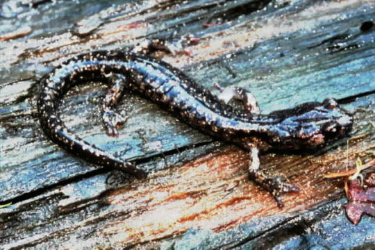 Image of Wandering Salamander