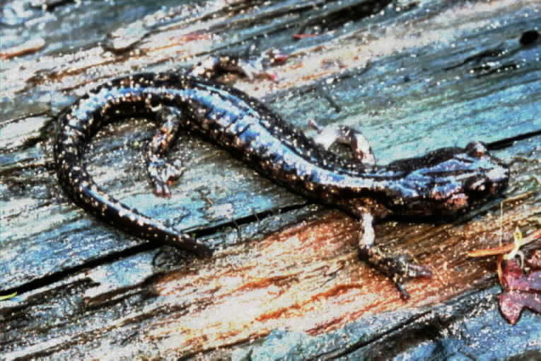 Image of Wandering Salamander