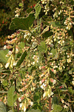 Image of whiteflower currant