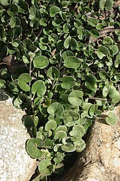 Plancia ëd Dichondra occidentalis House