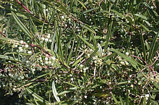 Image of Baja birdbush