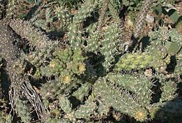 Image of coastal cholla