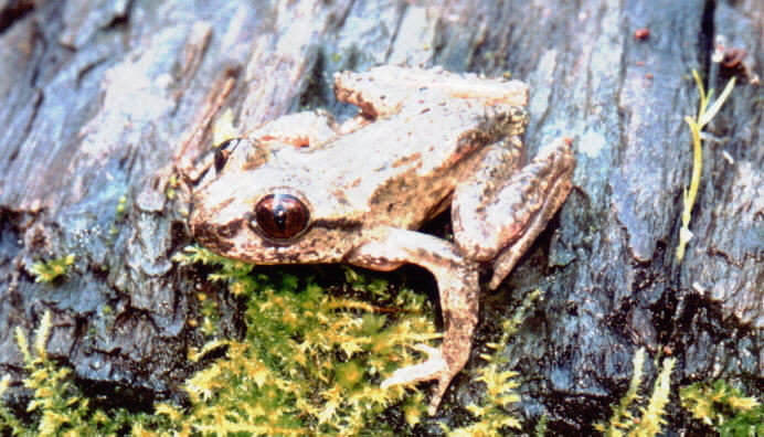 Image of Coastal Tailed Frog