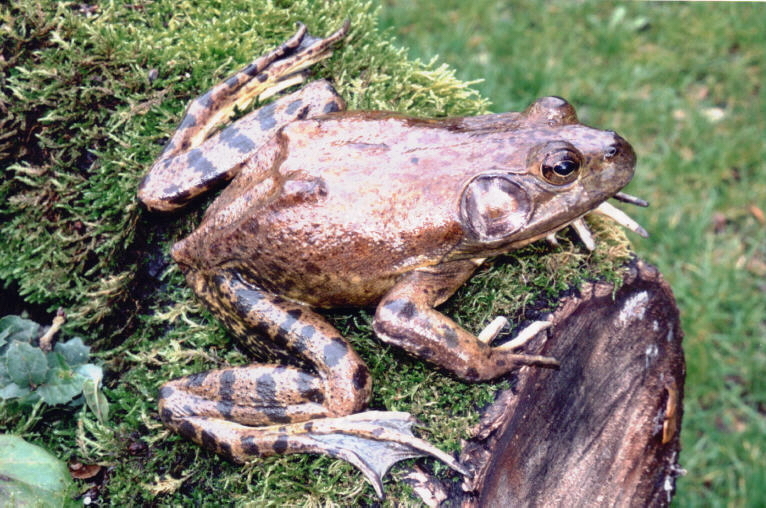 Слика од Lithobates catesbeianus (Shaw 1802)