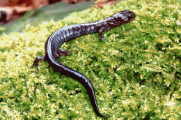 Слика од Plethodon elongatus Van Denburgh 1916