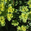 Imagem de Euphorbia helioscopia L.