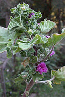 Image of tree mallow