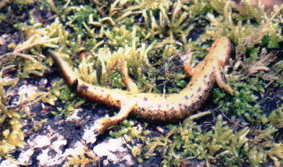 Image of Southern Torrent Salamander