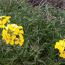 Image of San Francisco wallflower