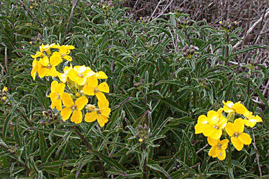 Image of San Francisco wallflower