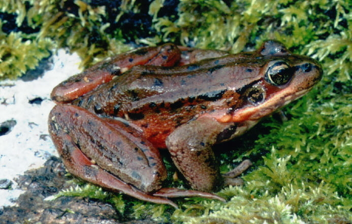 紅腿蛙的圖片