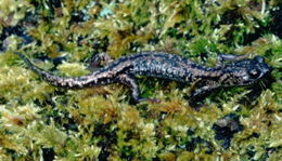 Image of Wandering Salamander